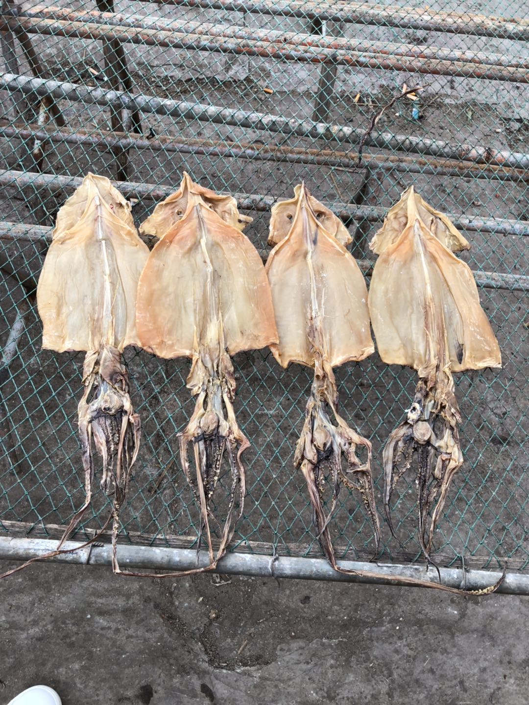 Dried Squid, Dry Baby Giant Squid Buy Dried Squid, Dry Baby Giant