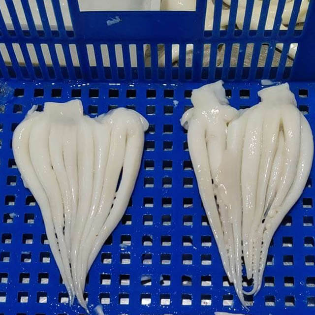 Frozen Giant Squid Tentacle Five Cut Skin Off Favorable Price Zhanhua Seafood